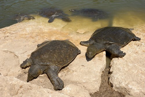 Gruppo di tartarughe del Nilo si riscaldano al sole