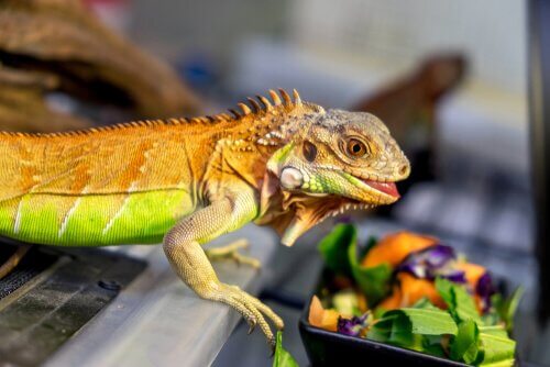 Iguana con insalata