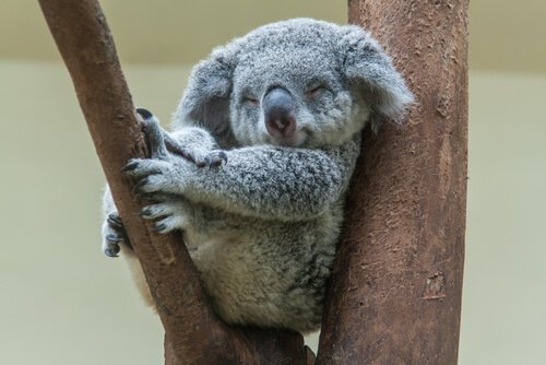 Koala fotografato mentre dorme