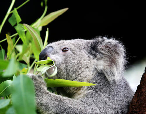 un koala mangja delle foglie di eucalipto