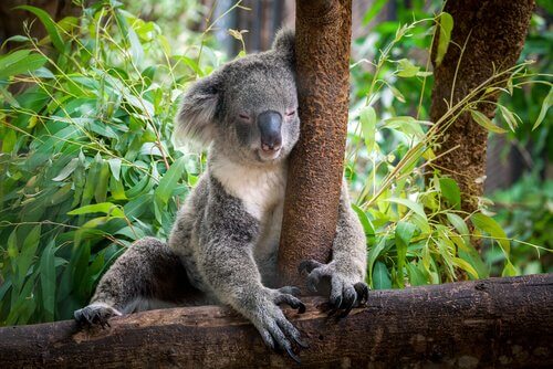 Koala sonnecchia con la testa su un ramo