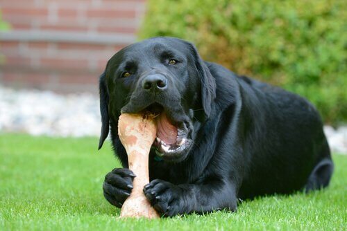 Labrador nero mentre mangia un osso