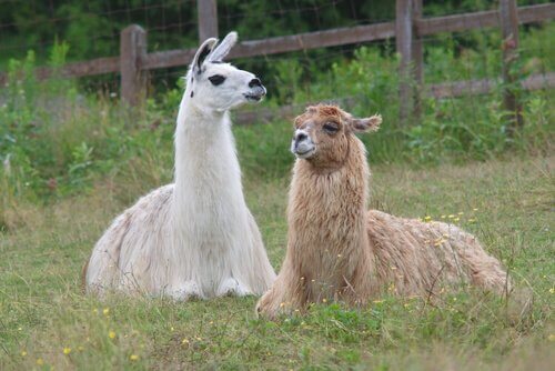 Lama disteso accanto a un alpaca