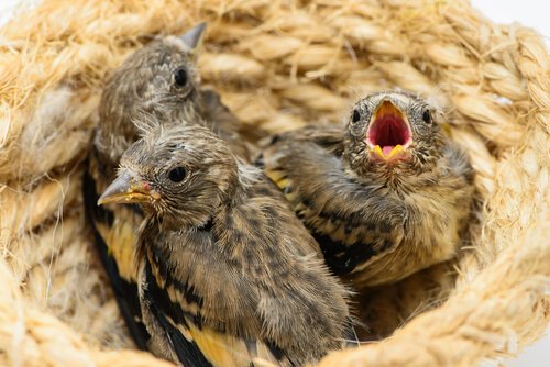 Un nido con tre pulcini