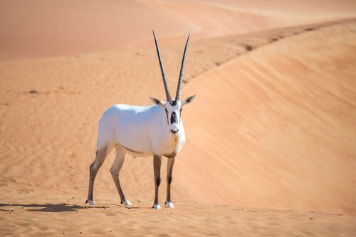un orice d'Arabia bianca nel deserto