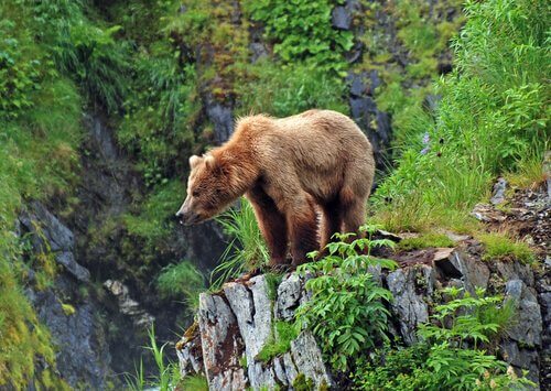 Grizzly, il più famoso orso dei boschi