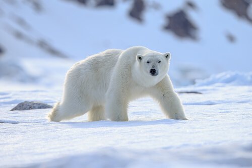 Animali polari: adattamento perfetto al freddo