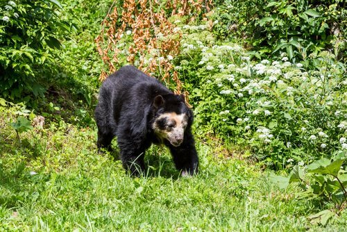 Orso dagli occhiali cammina in una foresta verde