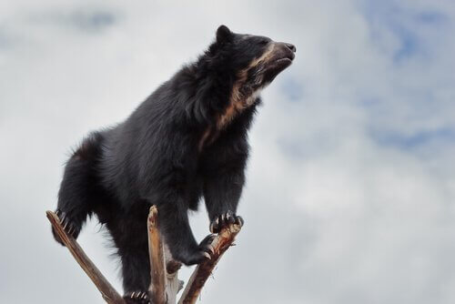Orso dagli occhiali in piedi su un albero secco