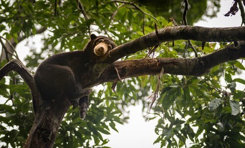Orso nero su un albero mentre riposa