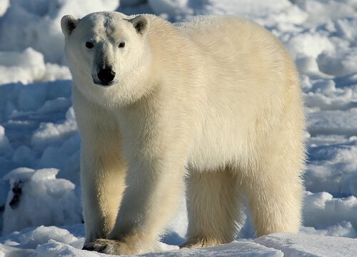 Orso polare in piedi tra i ghiacci