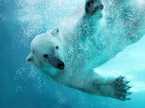 Un orso polare mentre nuota con le zampe aperte