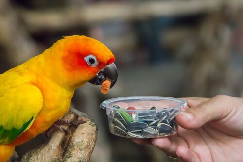 Alimentazione del pappagallo 