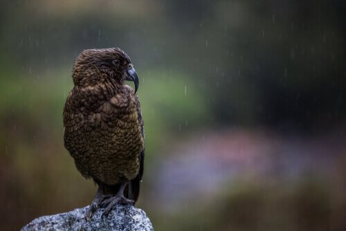 Pappagallo chea su una roccia