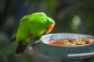 Alimenti pericolosi per i pappagalli