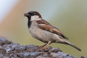 Cosa sapere sul bellissimo passero domestico
