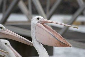 L'animale con il becco più grande