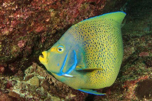 Pesce angelo Koran accanto a uno scoglio