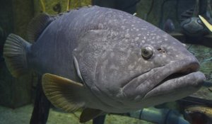 Tutto sulla fauna dell'isola di Madera