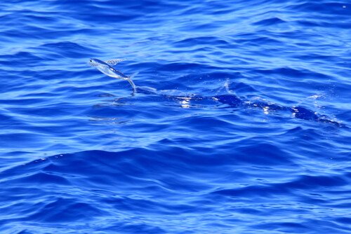 Pesce volante di lato vola sull'acqua azzurra
