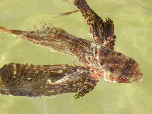 Esempio di pesci volanti