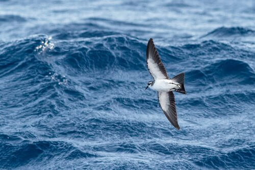Petrel di Madera vola sul mare in cerca di pesci