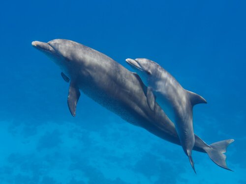 un piccolo delfino nuota con la madre
