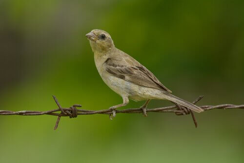 Passero domestico di Pegu su filo spinato