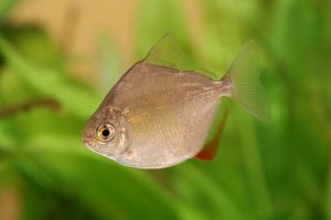 5 animali frugivori da conoscere