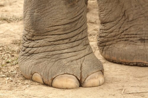 Piede e unghie di un elefante