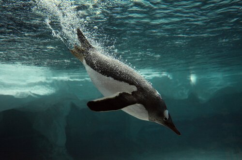 Pinguino immerso in acqua
