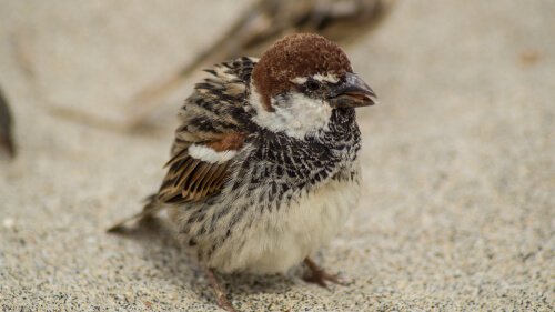 Pulcino di passero domestico