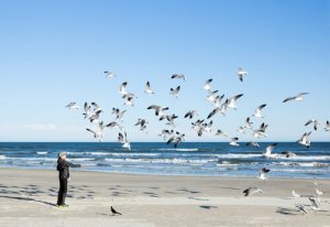 Canzoni dedicate agli uccelli