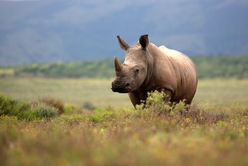 Rinoceronte africano fermo nella savana