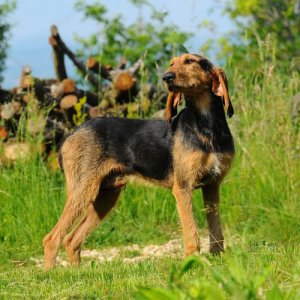 Il segugio italiano, un cane da caccia eccezionale