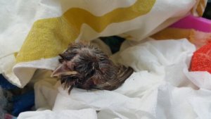 Cosa fare se trovate un uccellino a terra?