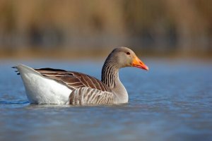 5 specie di oche da conoscere