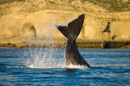 Balena australe