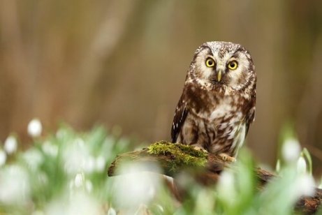 5 Tipi Di Civette E Barbagianni Che Non Conoscevate I Miei Animali