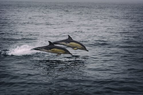 Delfini oceanici