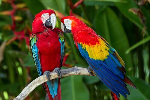 Coppia di pappagalli della specie ara scarlatta