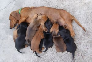 Le cagnoline possono avere la mastite?