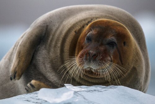 una foca barbata sdraiata su un fianco 