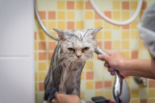 Gatto viene lavato