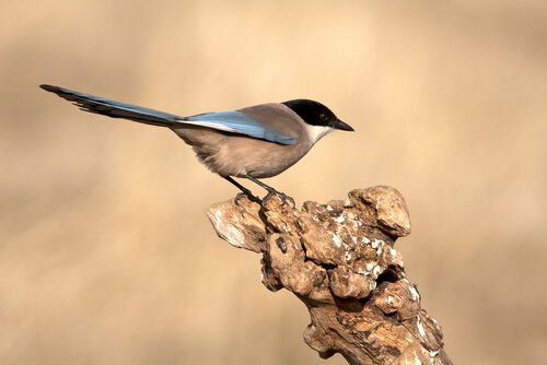 Gazza iberica appollaiata su un rametto tagliato