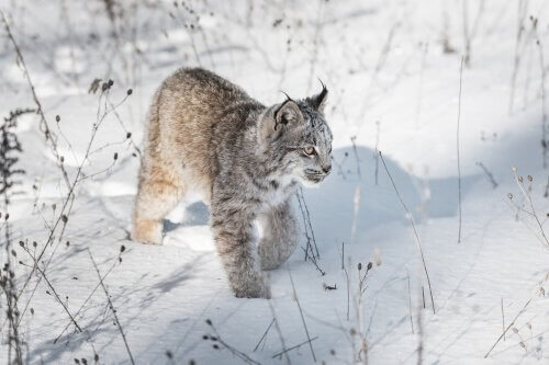una lince del canada cammina sulla neve