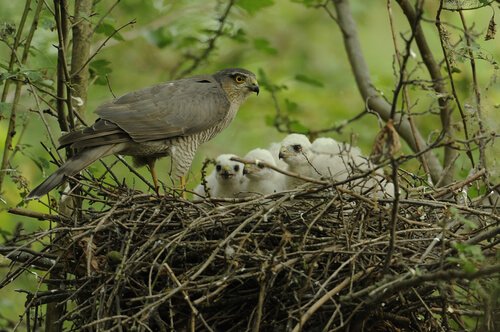Mamma Sparviero nel nido con tre pulcini