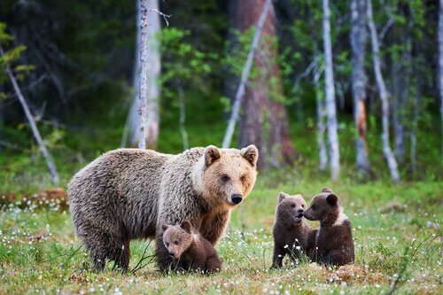 Mamma di orso Grizzly con tre cuccioli