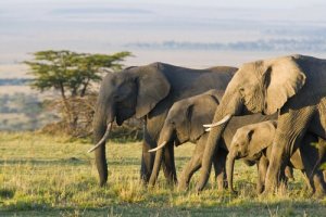 5 animali che vivono nella savana africana