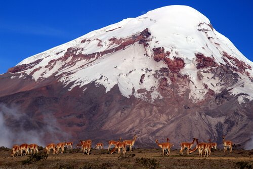 Mandria di lama sotto una montagna innevata